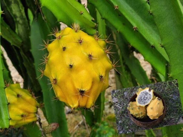 Yellow Dragon/Pitaya Fruit Grafted Live Fruit Plant(Height 1-2 Feet)
