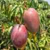 Taiwan Red Mango Grafted Live Fruit Plant (Height 1.5-3 Feet) - Image 4
