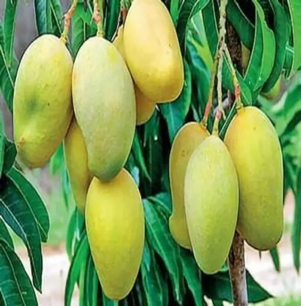 Langra Mango Heritage Of Royal Aam Grafted Live Fruit Plant(height 1.5-3 Feet) - Image 2
