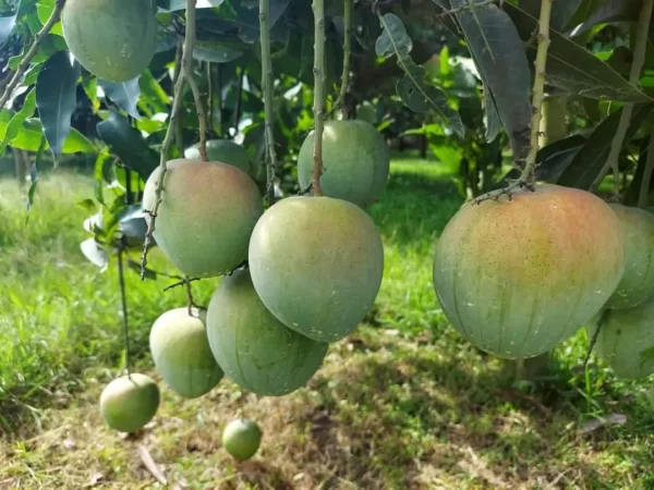 Bari 4 Mango/ Bari Fresh Mango Aam Grafted Live Fruit Plant(height 1.5-3Feet) - Image 2