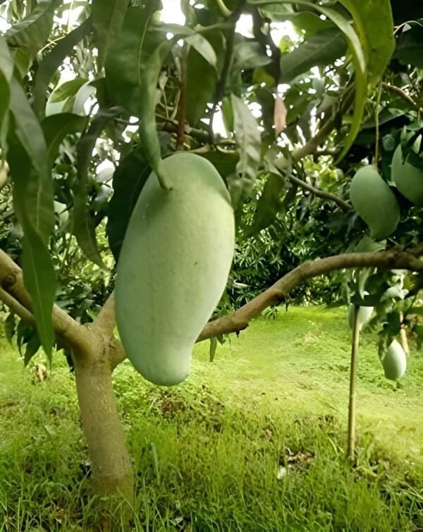 Brunai King Of Mango Fresh Aam Grafted Live Fruit Plant(Height 1.5-3 Feet) - Image 4