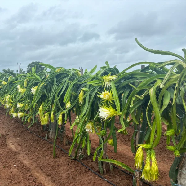 Yellow Dragon/Pitaya Fruit Grafted Live Fruit Plant(Height 1-2 Feet) - Image 4