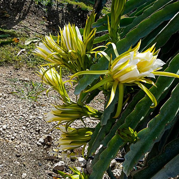 Yellow Dragon/Pitaya Fruit Grafted Live Fruit Plant(Height 1-2 Feet) - Image 2