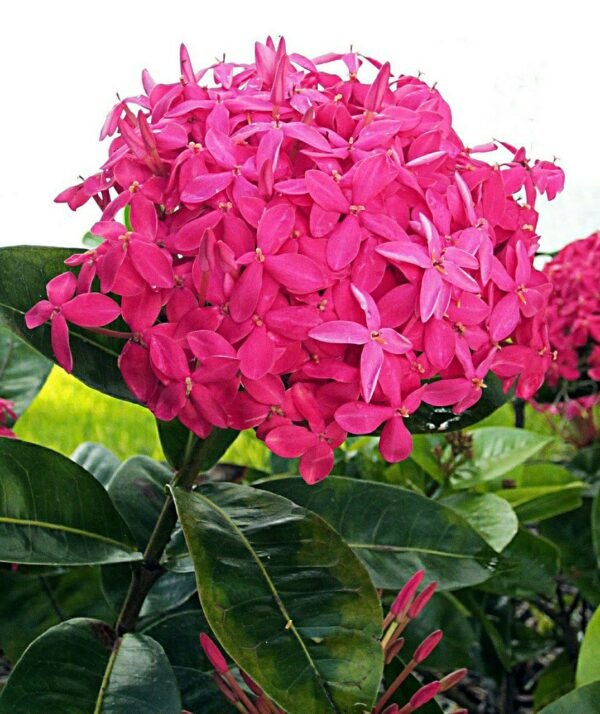 Colour Of Ixora Pink/Flamingo Pink Rukmini Rangan Flower Jungle Geranium Live Plant(Height 1.5-3 Feet) - Image 3