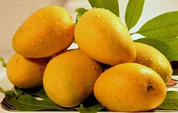 Bari 11 All Time Mango Grafted Live Fruit Plant(Height 1.5-3 Feet)
