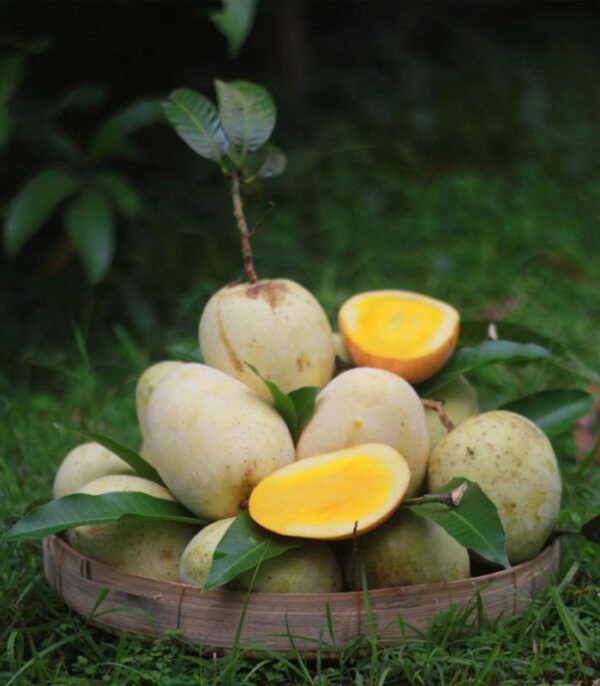 Gourmati Mango Delight Sweetness Aam Grafted Live Fruit Plant(Height 1.5-3 Feet)