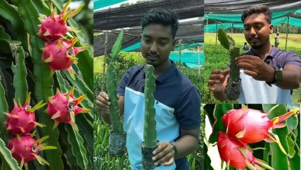 White Dragon/Pitaya Fruit Grafted Live Fruit Plant(Height 1-2 Feet) - Image 4
