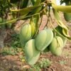 Amrapali Mango Ritu Raj Aam Grafted Live Fruit Plant(height 1.5-3Feet) - Image 4