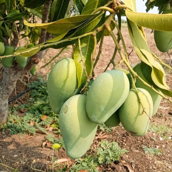Amrapali Mango Ritu Raj Aam Grafted Live Fruit Plant(height 1.5-3Feet) - Image 4
