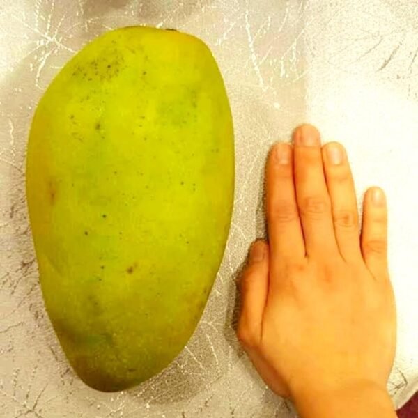 Brunai King Of Mango Fresh Aam Grafted Live Fruit Plant(Height 1.5-3 Feet)