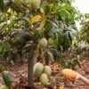 Amrapali Mango Ritu Raj Aam Grafted Live Fruit Plant(height 1.5-3Feet) - Image 2