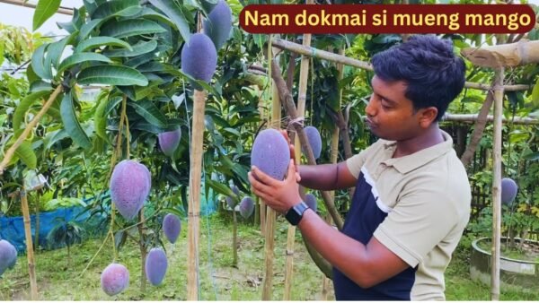 Si Muang Mango Aam Grafted Live Fruit Plant (Height 1.5-3 Feet) - Image 4