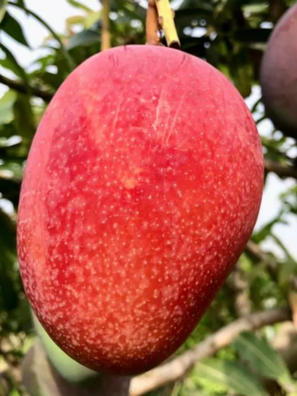 Taiwan Red Mango Grafted Live Fruit Plant (Height 1.5-3 Feet)