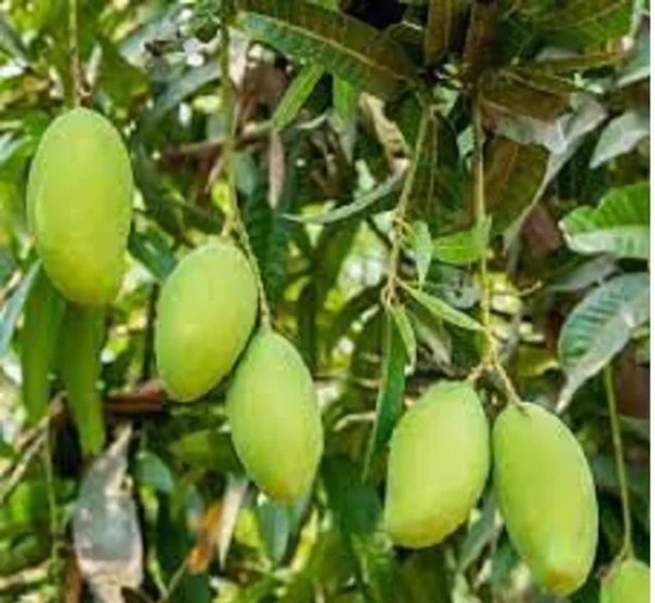 Langra Mango Heritage Of Royal Aam Grafted Live Fruit Plant(height 1.5-3 Feet) - Image 4