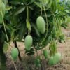 Three Test Mango Flavour Fusion Aam Grafted Live Fruit Plant(Height 1.5-3 Feet) - Image 2
