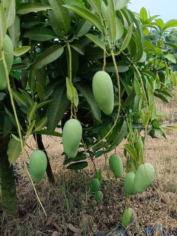Three Test Mango Flavour Fusion Aam Grafted Live Fruit Plant(Height 1.5-3 Feet) - Image 2