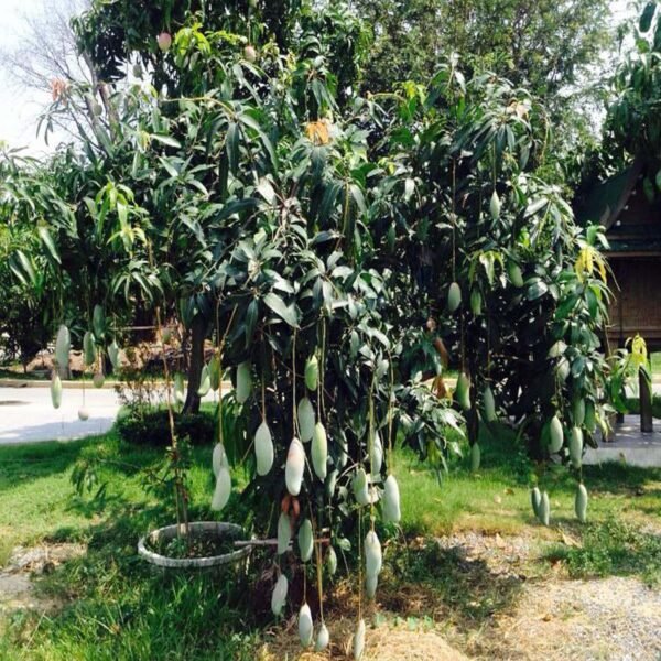 Thai Qujai Mango/Variety Of Thai Kujai Mango Aam Grafted Live Fruit Plant(Height 1.5-3 Feet) - Image 4
