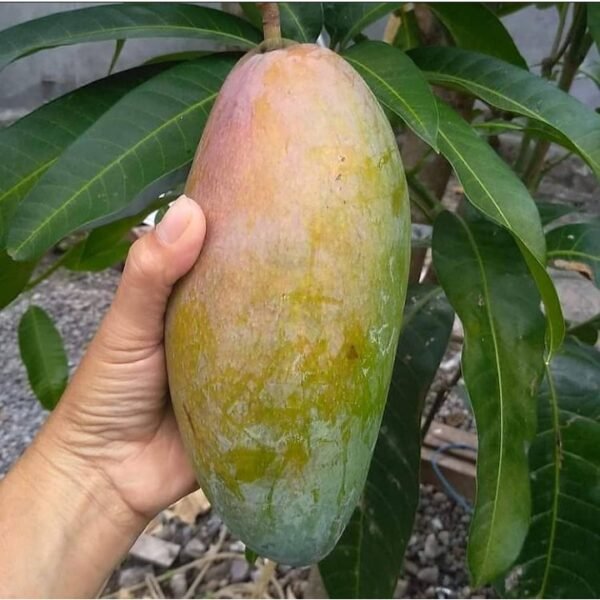 Thai Qujai Mango/Variety Of Thai Kujai Mango Aam Grafted Live Fruit Plant(Height 1.5-3 Feet) - Image 2