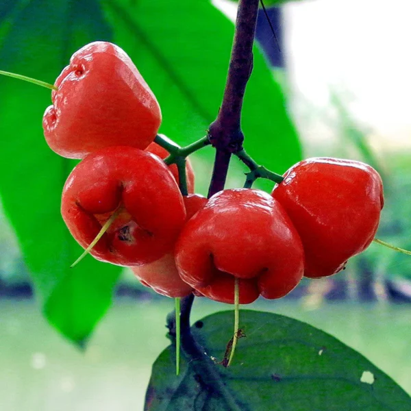 Red Water Apple/Red Rose Jamrul Grafted Live Fruit Plant(Height 1.5-3 Feet) - Image 4