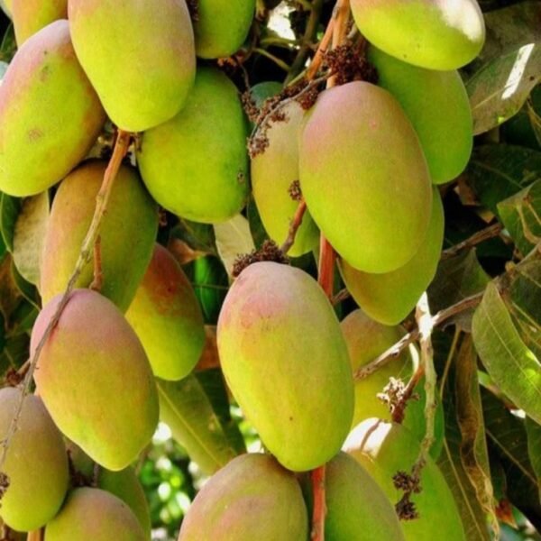 Mallika Mango Queen of Juice Aam Grafted Live Fruit Plant(Height 1.5-3 Feet) - Image 2