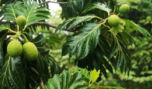 Bread Fruit/Bakri Chajhar Live Fruit Plant (Height 1.5-3 Feet) - Image 2