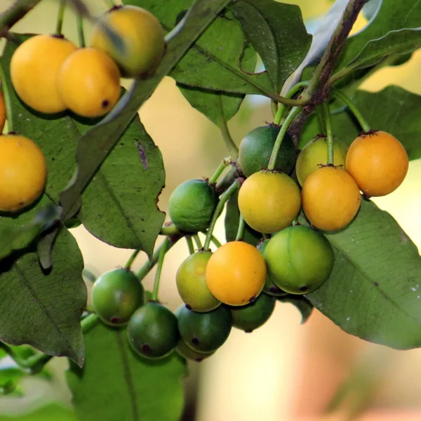 Baraba Lemon Drop Grafted Live Fruit Plant(Height1.5-3Feet) - Image 4