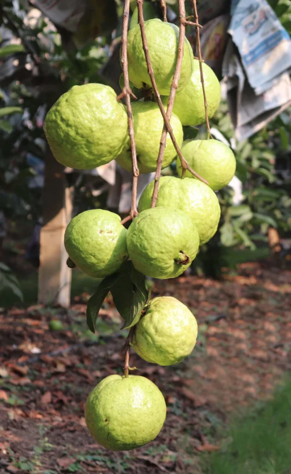 VNR Guava/VNR Peyara Grafted Live Fruit Plant(Height1.5-2 Feet)
