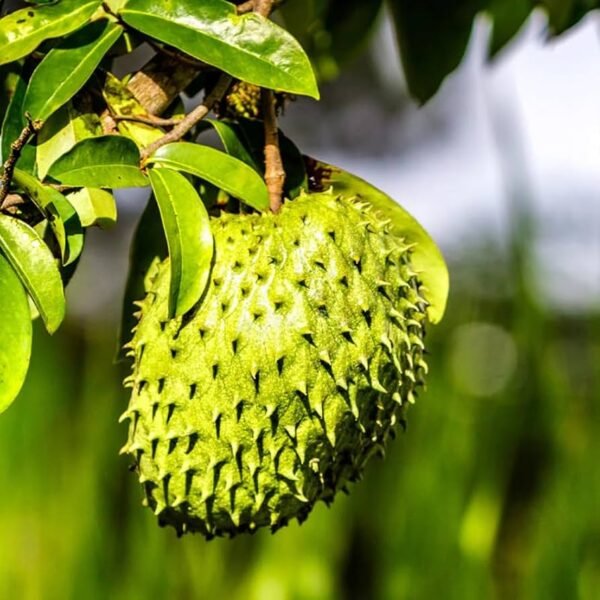 Corossol Soursop Phal/Graviola Annona Muricata Live Fruit Plant(Height1.5-3Feet) - Image 4