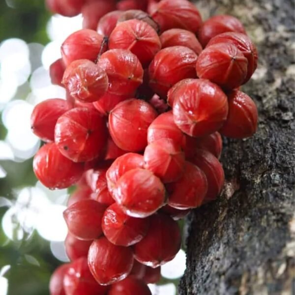 Mooty Fruit Grafted Live Plant(Height1.5-3Feet)