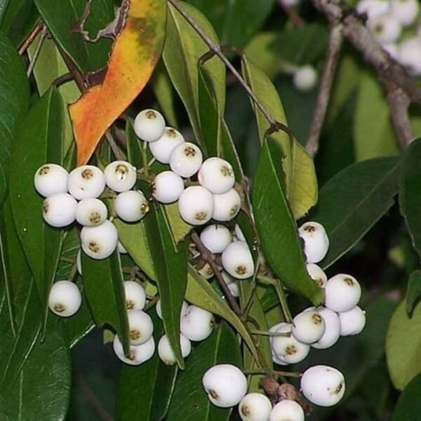 Cat Fruit Syzygium Zeylanicum Grafted Live Fruit Plant(Height1.5-3Feet) - Image 2