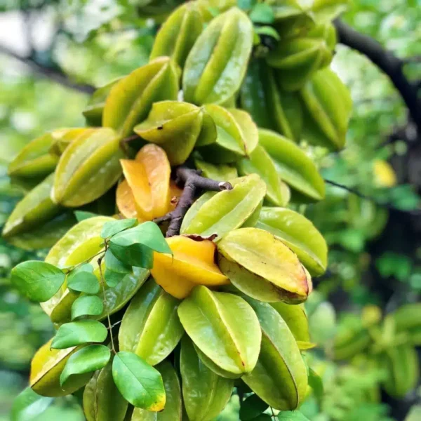 Star Fruit All Time Kamranga/Kamrakh Grafted Live Fruit Plant(Height1.5-3Feet) - Image 3