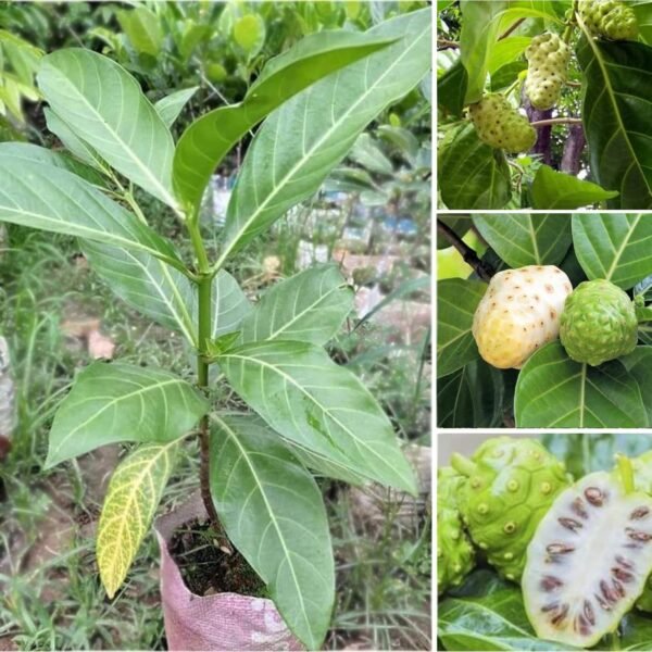 Noni Fruit-Great Morinda/Indian Mulberry Grafted Live Plant(Height 1-2 Feet) - Image 3