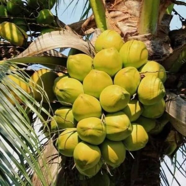 Gangabardhan Coconut Grafted Fruit Plant(Height 1.5-3 Feet) - Image 4