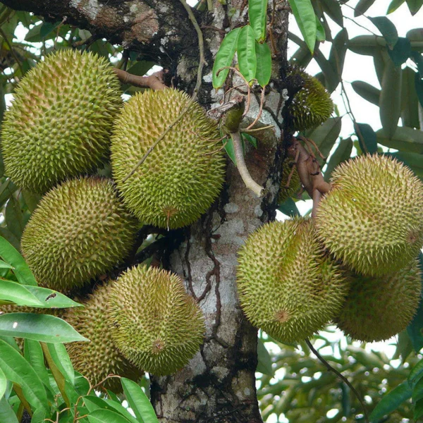 Durian Durio zibethinus Thorn Fruit Live Plant(Height1.5-3 Feet) - Image 2