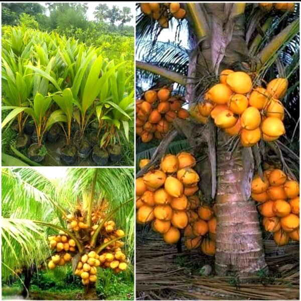Keralian Yellow Dwarf Coconut Live Fruit Plant(Height 1.5-3 Feet) - Image 2