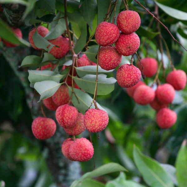 Chaina 3 Litchi Alligator Strawberry Grafted Live Fruit Plant(Height1.5-3Feet) - Image 3