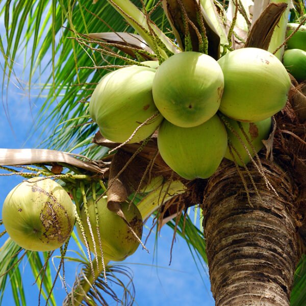 Gangabardhan Coconut Grafted Fruit Plant(Height 1.5-3 Feet) - Image 2