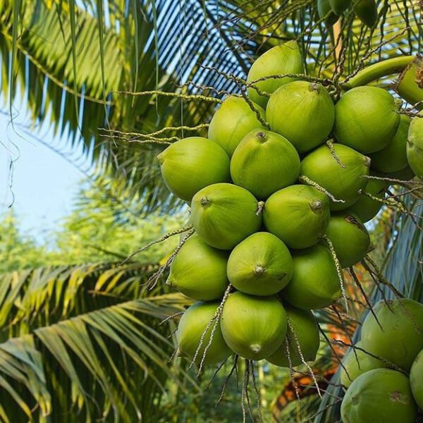 Gangabardhan Coconut Grafted Fruit Plant(Height 1.5-3 Feet)