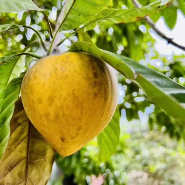 Egg Fruit Pouteria Campechiana Grafted Live Fruit Plant(Height1.5-3Feet) - Image 2