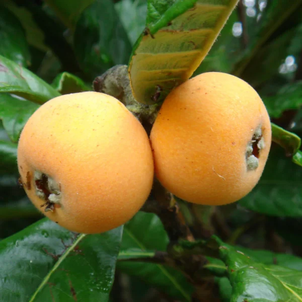 Loquat Fruit/Eriobotrya japonica Grafted Live Plant(Height1.5-3Feet) - Image 2