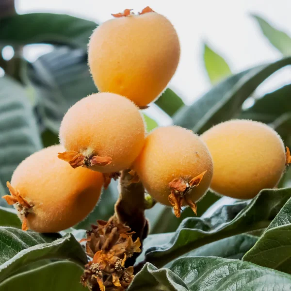 Loquat Fruit/Eriobotrya japonica Grafted Live Plant(Height1.5-3Feet) - Image 3