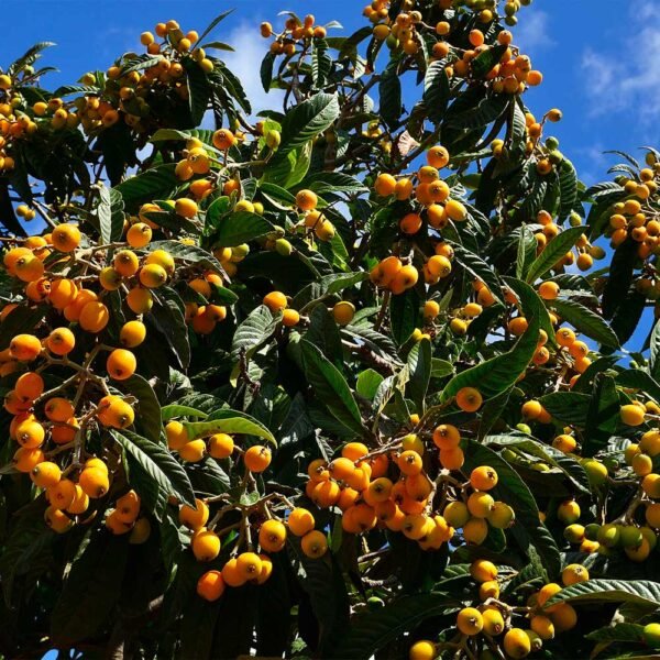 Loquat Fruit/Eriobotrya japonica Grafted Live Plant(Height1.5-3Feet) - Image 4