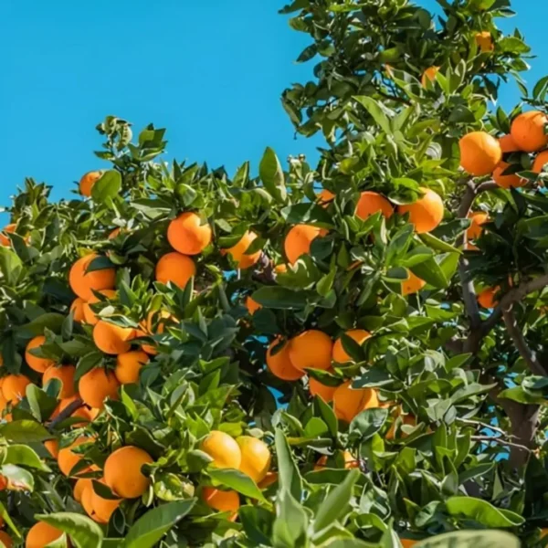 Nagpur Orange Santra Grafted Live Fruit Plant(Height1.5-3Feet) - Image 4