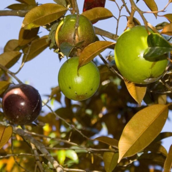 Milk Fruit Star Apple Grafted Live Fruit Plant(Height1.5-3Feet) - Image 4