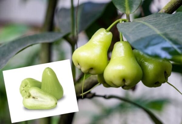 Green Water Apple/ Java Wax Jamrul-Sweet Grafted Live Fruit Plant(Height 1.5-3 Feet )