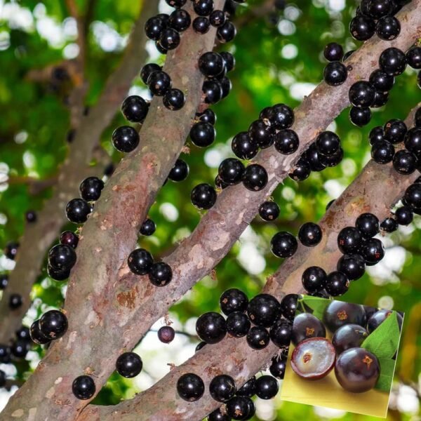Jaboticaba Grafted Live Fruit Plant(Height1.5-3Feet)