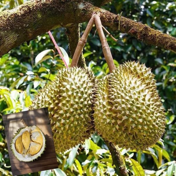 Durian Durio zibethinus Thorn Fruit Live Plant(Height1.5-3 Feet)