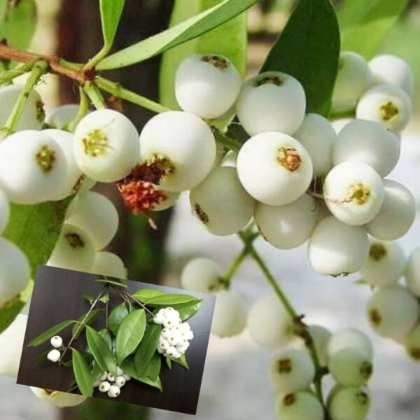 Cat Fruit Syzygium Zeylanicum Grafted Live Fruit Plant(Height1.5-3Feet)