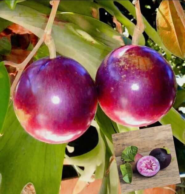 Milk Fruit Star Apple Grafted Live Fruit Plant(Height1.5-3Feet)