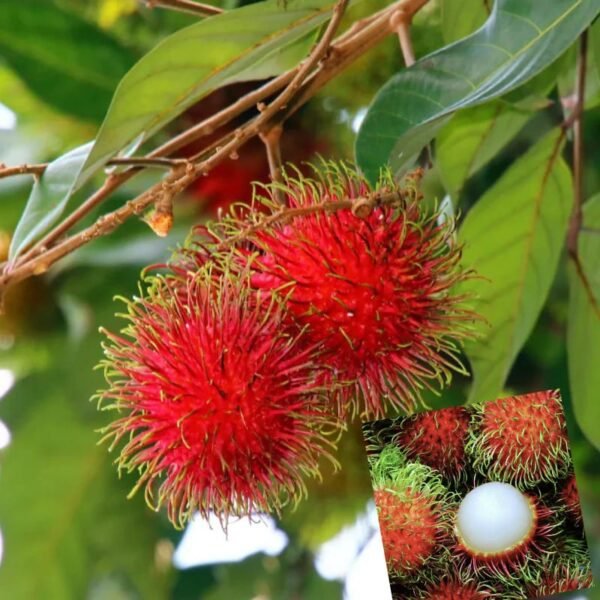 Rambutan Seedling Live Fruit Plant (Height: 1–2 Feet)